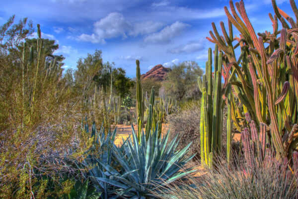 USA Arizona Desert Botanical Garden Phoenix